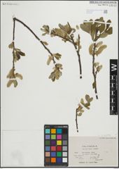Foto von Salix lasiolepis Benth.